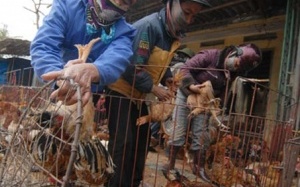 Gà thải Trung Quốc biến tướng leo lên bàn nhậu